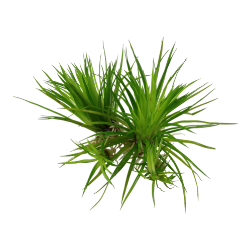 Eriocaulon Cinerereum en coupe - Tropica