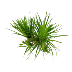 Eriocaulon Cinerereum en coupe - Tropica