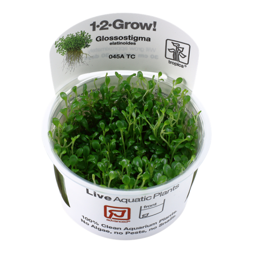 Glossostigma ElainoDes in Cup - Tropica
