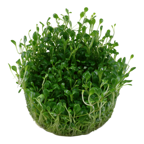 Glossostigma ElainoDes in Cup - Tropica