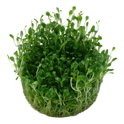 GLOSSOSTIGMA ELAINOOODES EN CUP - Tropica