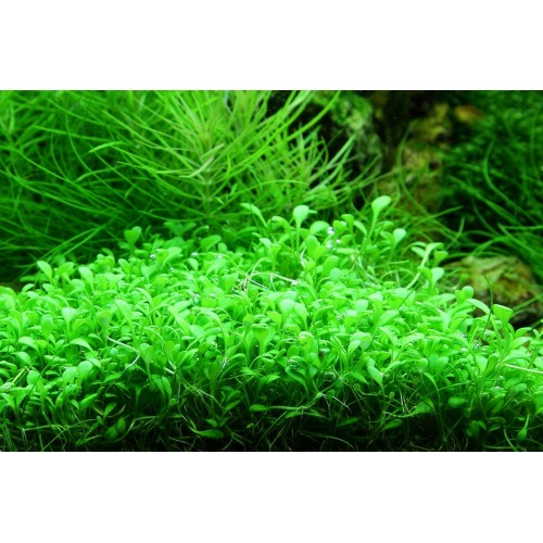 GLOSSOSTIGMA ELAINOOODES EN CUP - Tropica