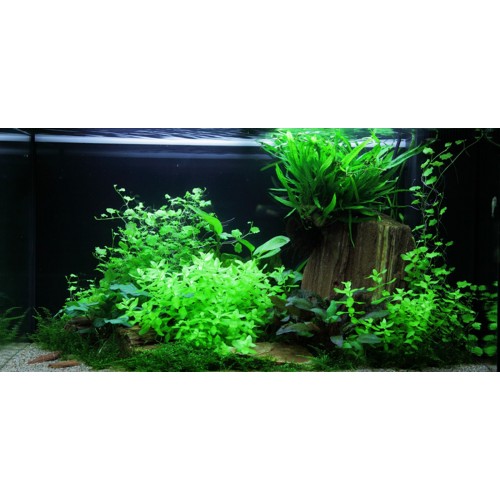 Bacopa carolinien à Jar - Tropica