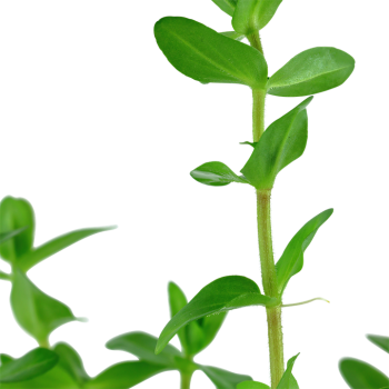 Bacopa caroliniana in vasetto - Tropica 2