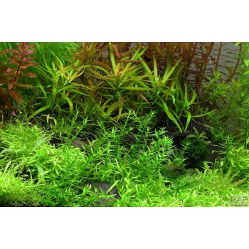 Viscidula gratiola en coupe - Tropica 2