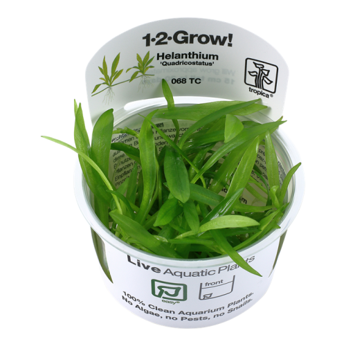 Quadricostatus en Helanthium Bolivianum en...