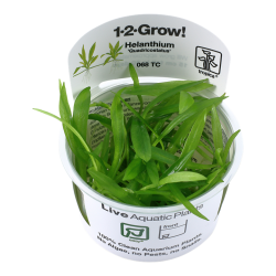 Helanthium bolivianum Quadricostatus in cup - Tropica