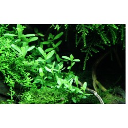 Bacopa monnieri 'Compact' - Tropica