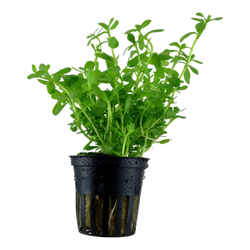 Bacopa Monnieri 'Compact' dans Jar - Tropica