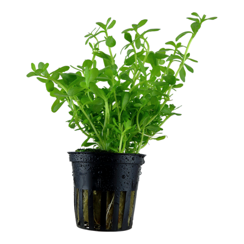 Bacopa Monnieri 'Compact' in jar - Tropica