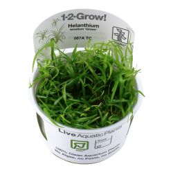 Helanthium Tenellum Green à Coupe - Tropica