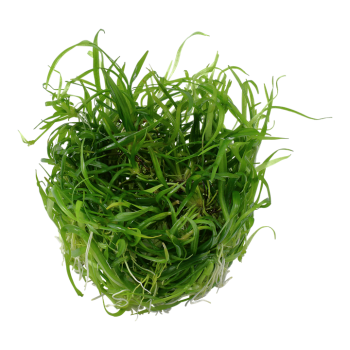 Helanthium Tenellum Green à Coupe - Tropica 2