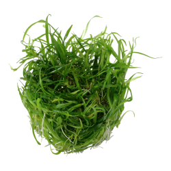 Helanthium tenellum Green in cup - Tropica