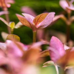 BACOPA Salzmannii 'Purple' in jar - Tropica