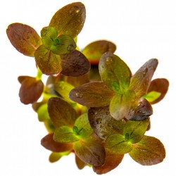 BACOPA Salzmannii 'Purple' in jar - Tropica