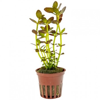 Bacopa Salzmannii 'Purple' dans Jar - Tropica