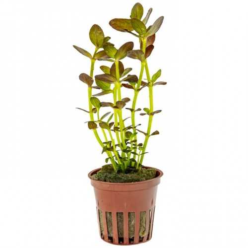 BACOPA Salzmannii 'Purple' in jar - Tropica
