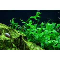 Bolbitis heudelotii in vasetto - Tropica