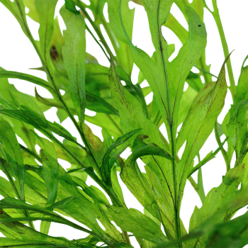 Bolbitis Heudelotii in jar - Tropica 2