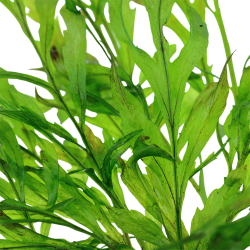 Bolbitis Heudelotii in jar - Tropica