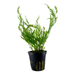 Bolbitis heudelotii - Tropica