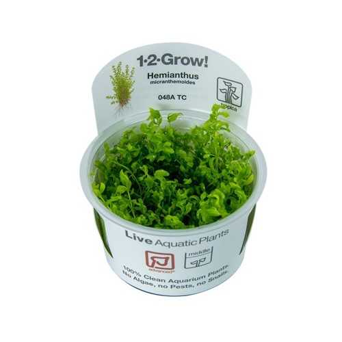 Hemianthus micanthemoides in cup - Tropica