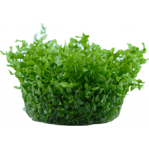 Hemianthus micanthemoides in cup - Tropica