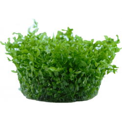 Hemianthus micanthemoides in cup - Tropica