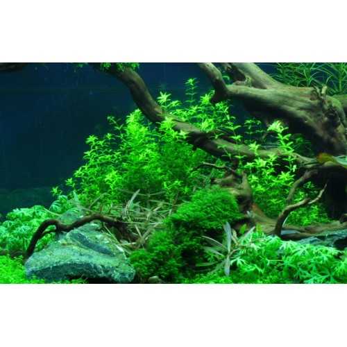 Hemianthus micanthemoides in cup - Tropica