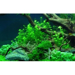 Hemianthus micanthemoides in cup - Tropica