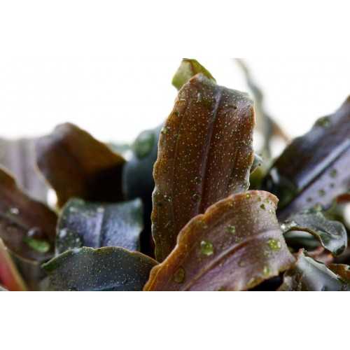 Bucephalandra 'Kedagang' in jar- Tropica