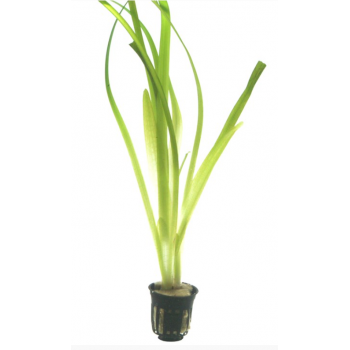 Valliseuria American Gigantea à Jaset - Tropica