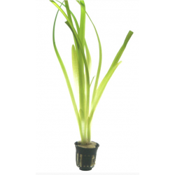 Valliseuria American Gigantea à Jaset - Tropica