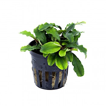 Bucephalandra pygmaea 'Bukit Kelam' in vasetto - Tropica
