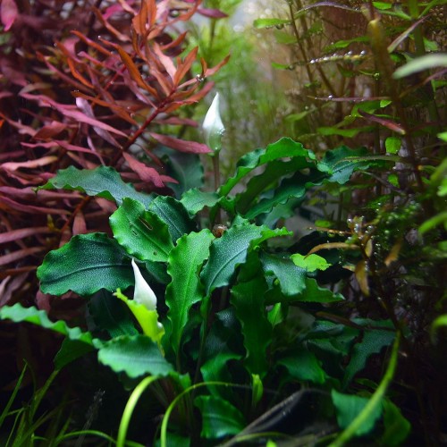 Bucephalandra pygmaea 'Bukit Kelam' - Tropica
