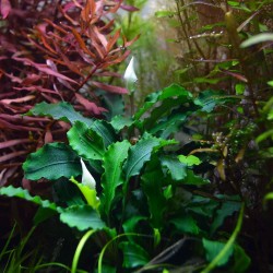 Bucephalandra Pygmaea 'Bukit Kelam' dans Jar - Tropica
