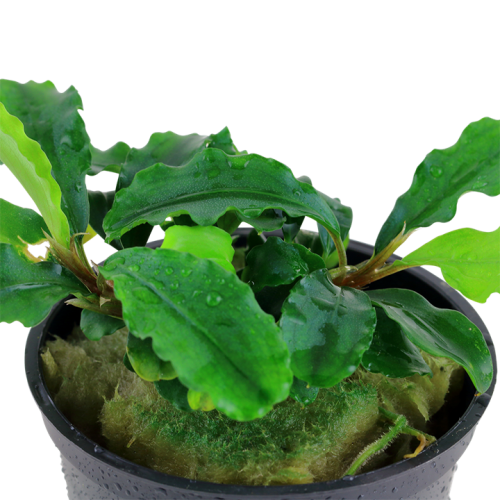 Bucephalandra Pygmaea 'Bukit Kelam' dans Jar -...