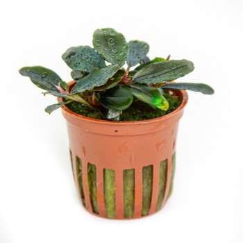 Bucephalandra sordidula 'Blue' - Tropica