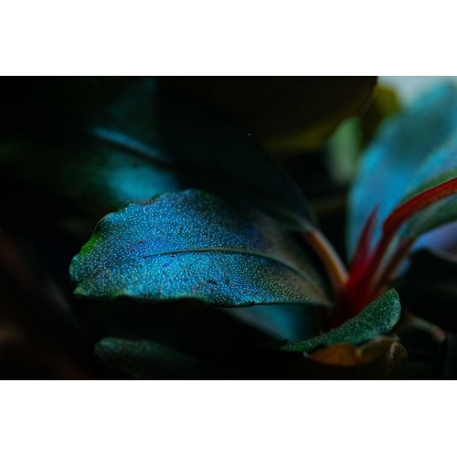 Bucephalandra sordidula 'Blue' - Tropica