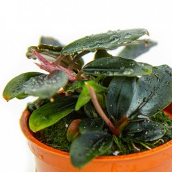 Bucephalandra deafula 'Blue' - Tropica