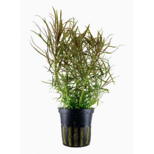 Pogostemon Stellatus in Jar - Tropica