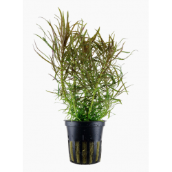 Pogostemon Stellatus in Jar - Tropica