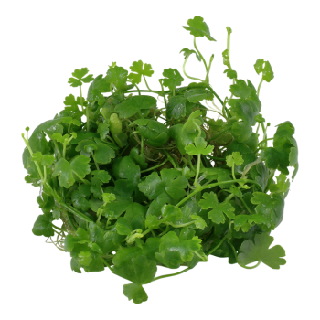 Hydrocotyle tripartite in cup - Tropica 2