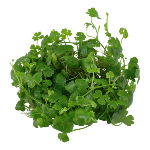 Hydrocotyle tripartite en coupe - Tropica