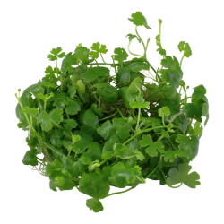 Hydrocotyle tripartite en coupe - Tropica