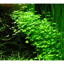 Hydrocotyle tripartite in cup - Tropica