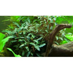Bucephalandra sp. 'Rouge' dans le pot - Tropica