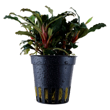 Bucephalandra sp. 'Red' in jar - Tropica