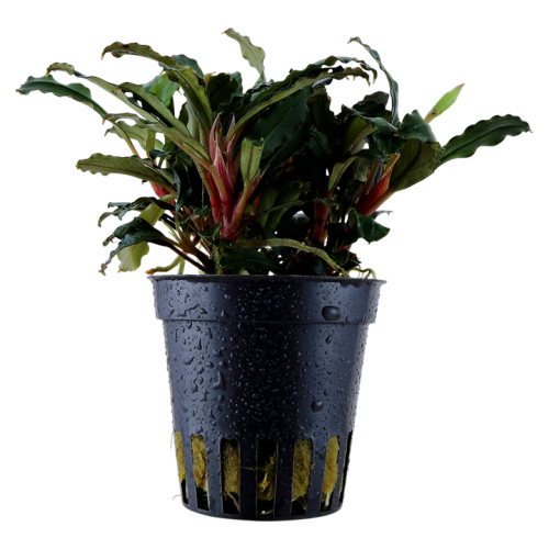 Bucephalandra sp. 'Red' in jar - Tropica