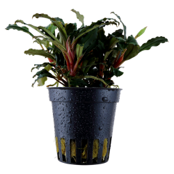 Bucephalandra sp. 'Rouge' dans le pot - Tropica